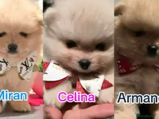 Pomeranian dogs 💝High Quality Korea/ Russia Babies💝 - Advert 17