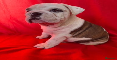 English Bulldog dogs - Advert 5