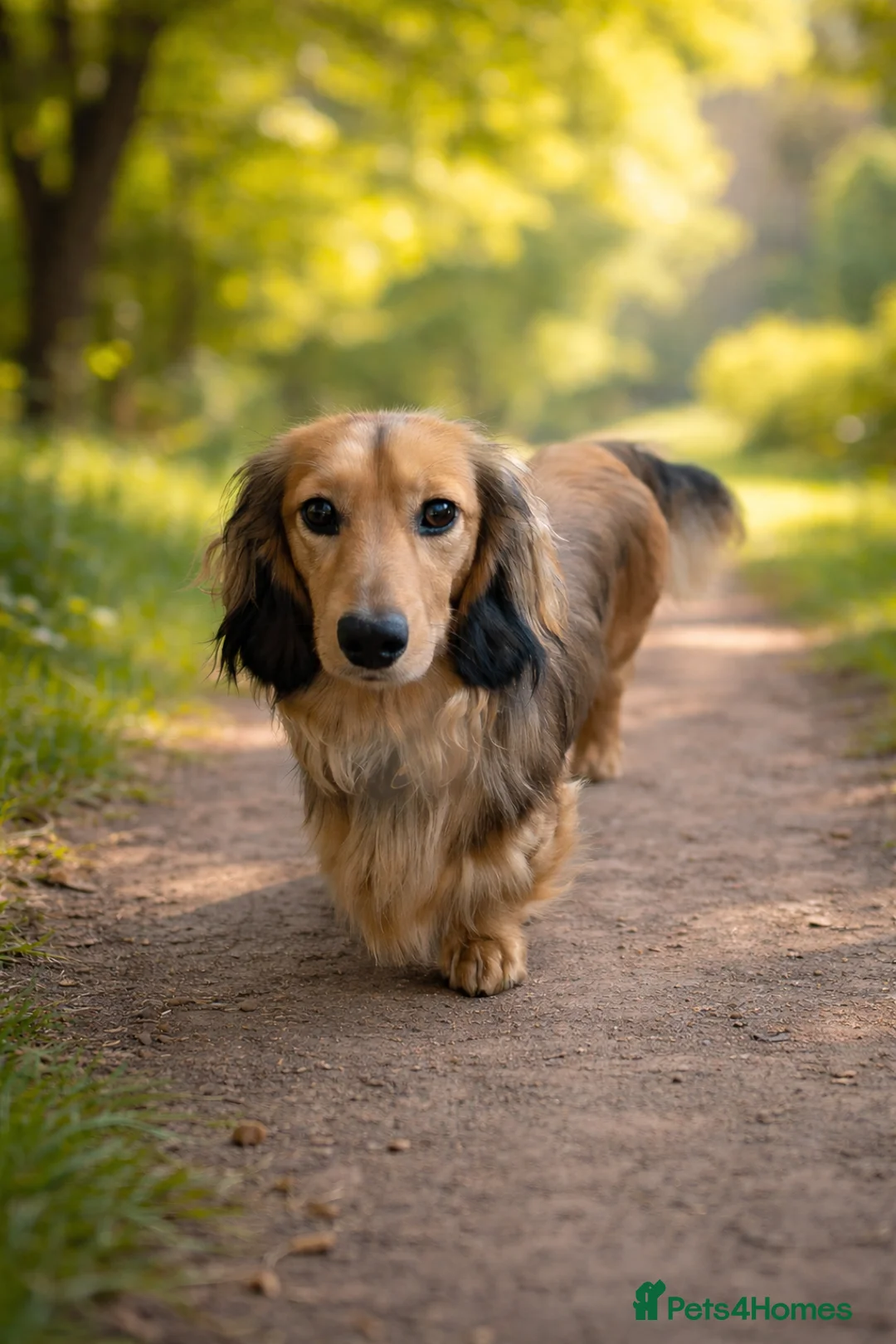 Miniature Dachshund dogs for stud: Miniature long dachshund shaded cream  in Henley-in-Arden - Advert 2