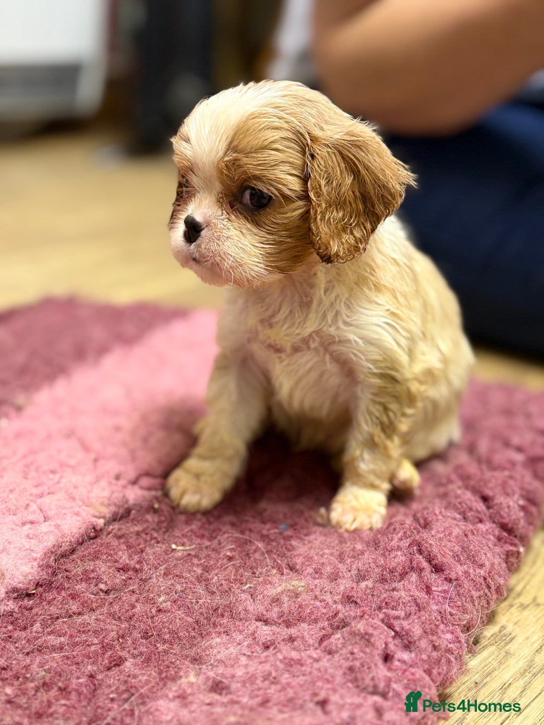 Cavalier King Charles Spaniel dogs for sale: Specialist Health Tested Cavalier King Charles  - Advert 21