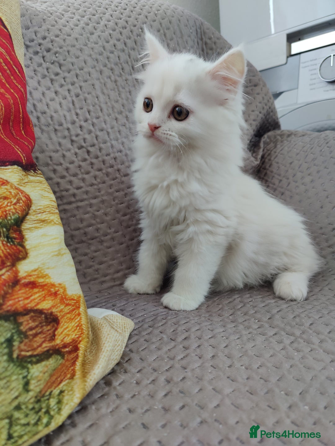 Mixed Breed cats for sale: Persian Mix kittens  - Advert 25