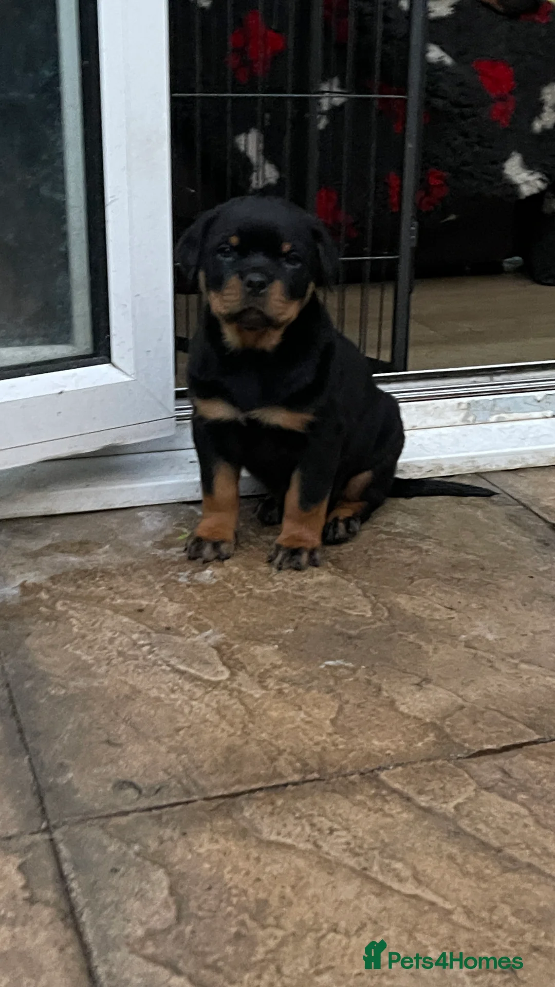 Rottweiler dogs for sale: Champion Line Rottweiler Pups for loving homes - Advert 24