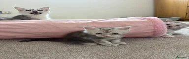 Maine Coon 1