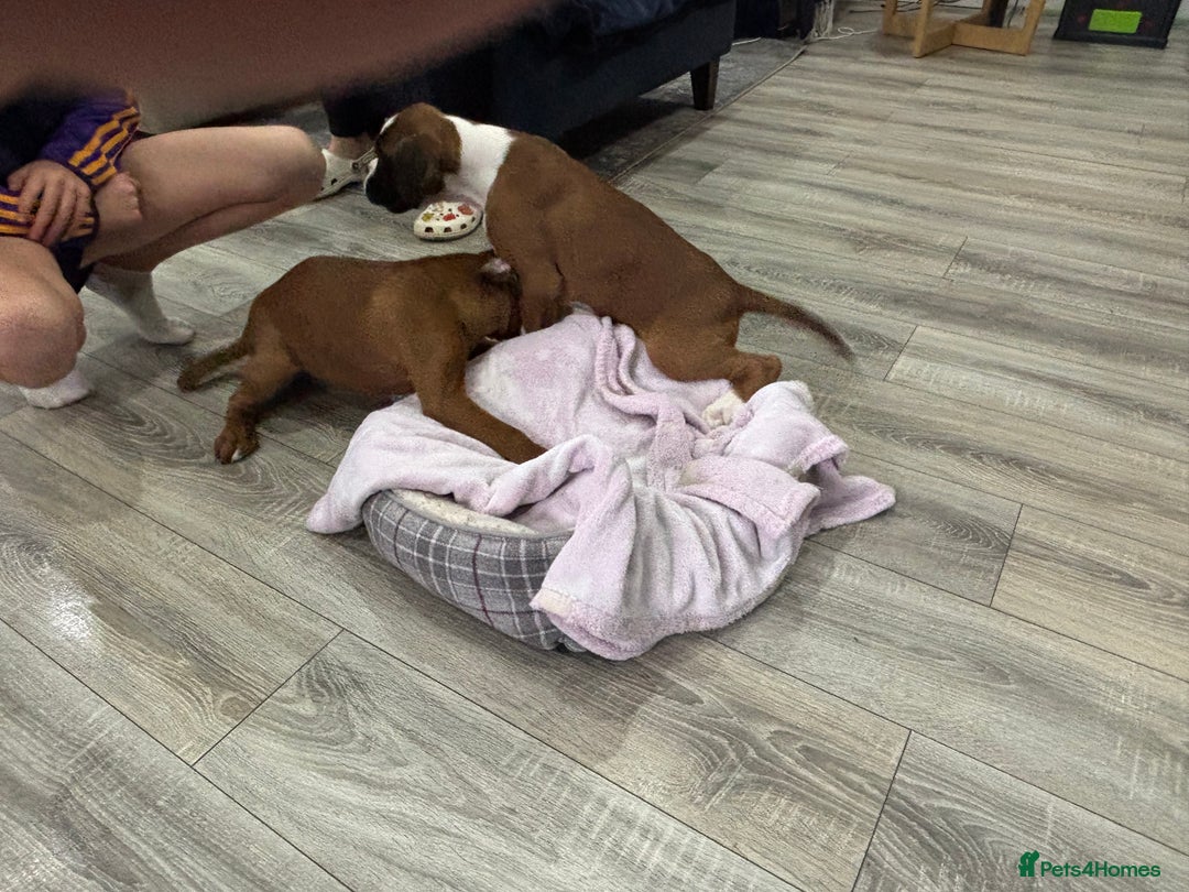 Boxer dogs for sale: KCR pups for sale  - Image 12