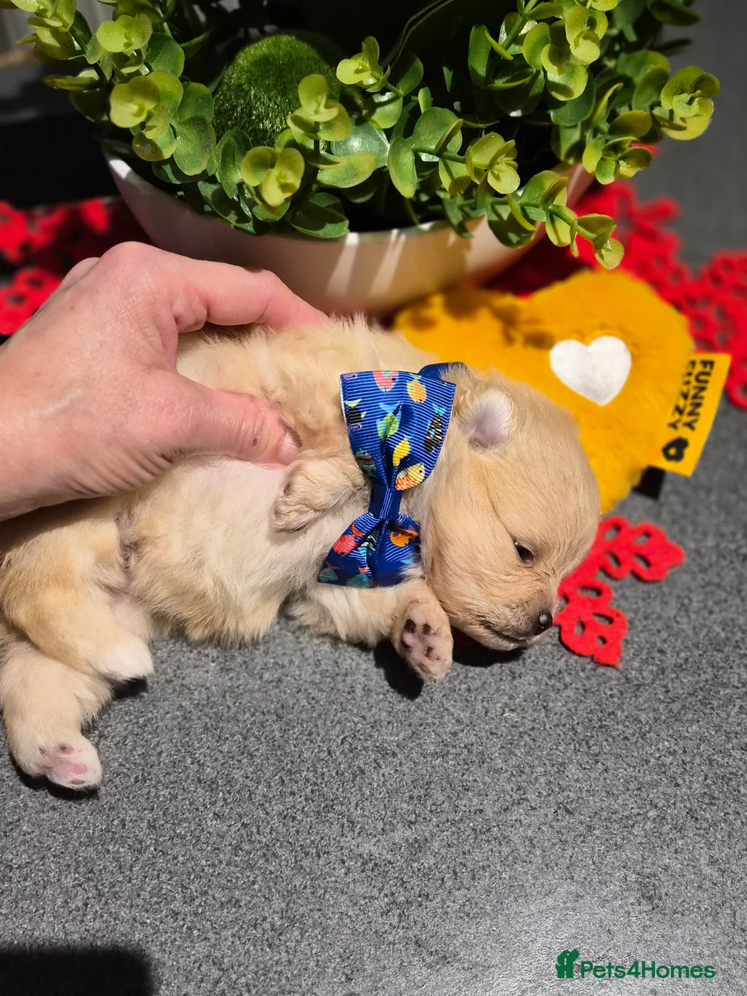 Pomeranian dogs for sale: 💝High Quality Korea/ Russia Babies💝 - Advert 19