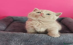British Shorthair cats for sale: Stunning Teddy bear BSH kittens  GCCF  - Image 26