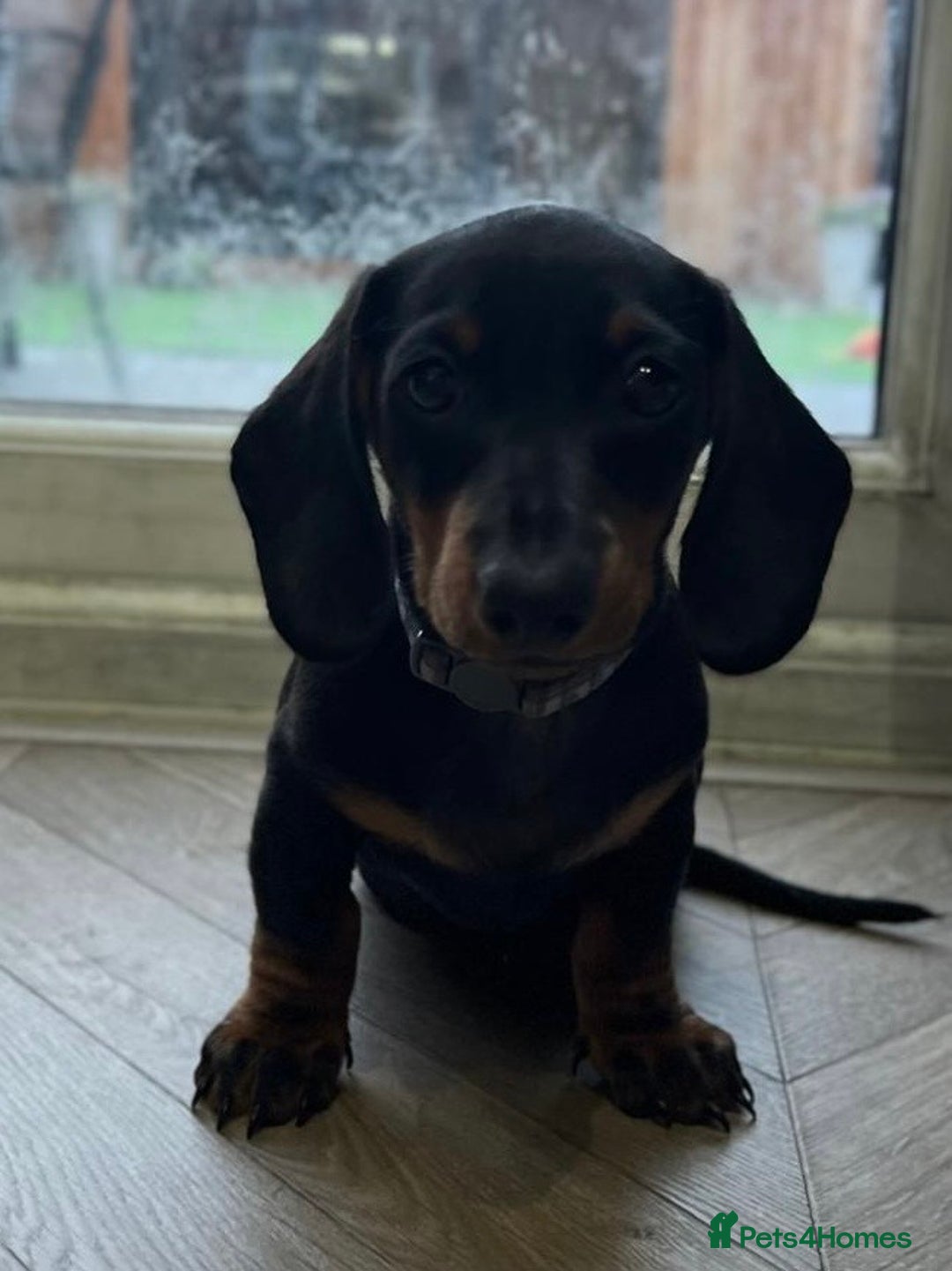 Miniature Dachshund dogs for sale: Miniature Daschunds  - Image 4