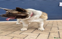Akita dogs for sale: Nazzar - Image 3