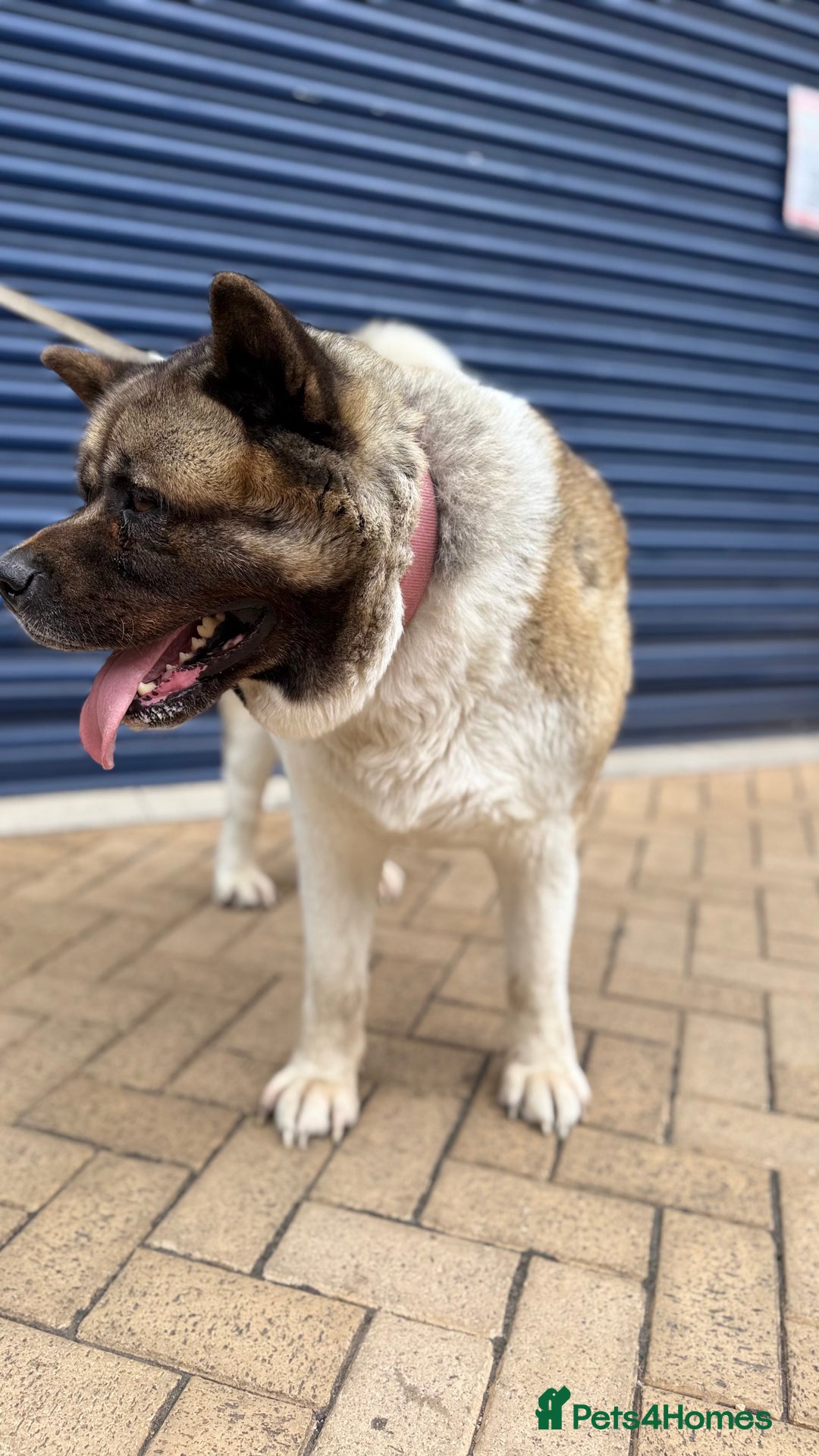 Akita dogs for sale: Nazzar - Image 3