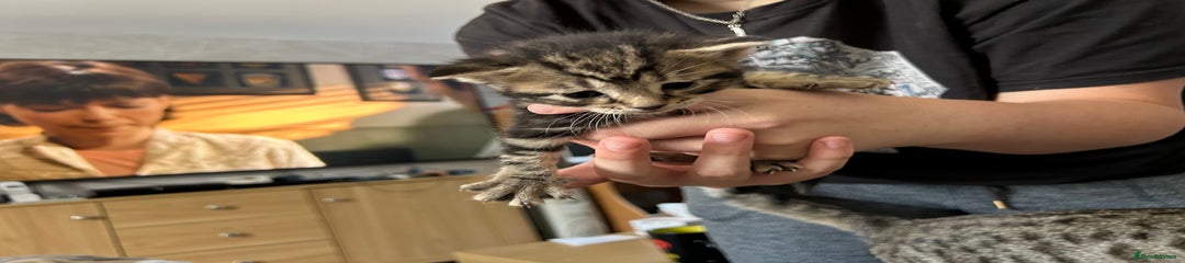 Bengal Kitten 2