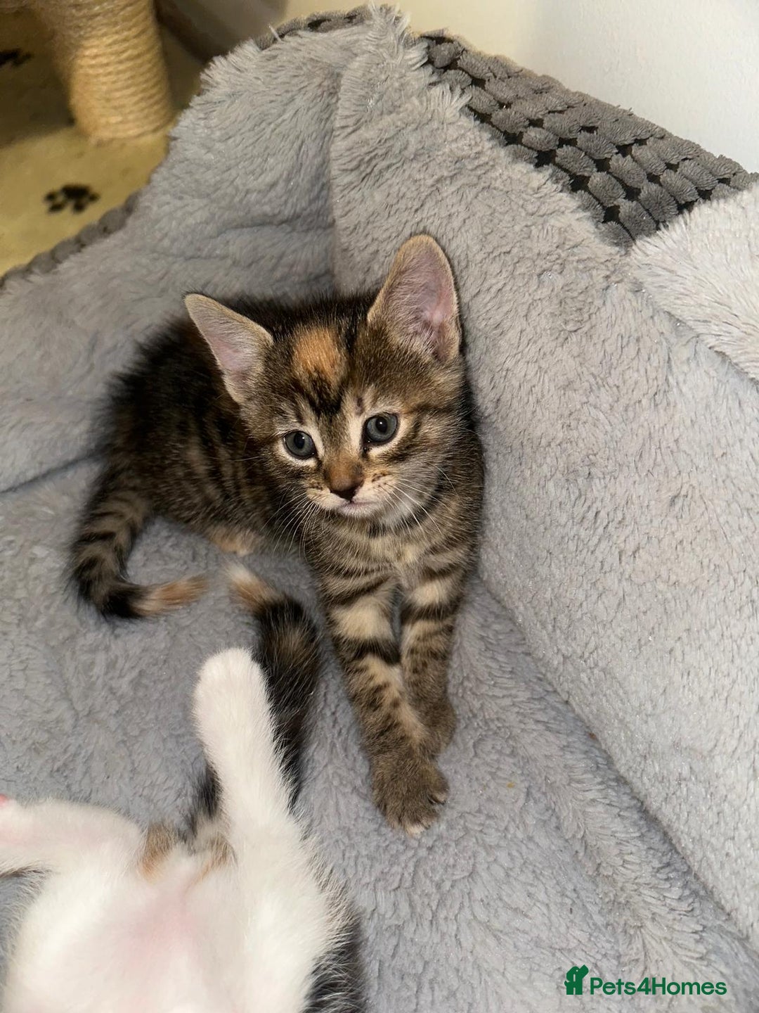 Mixed Breed cats for sale: Kitten for sale🐱💕 - Advert 3