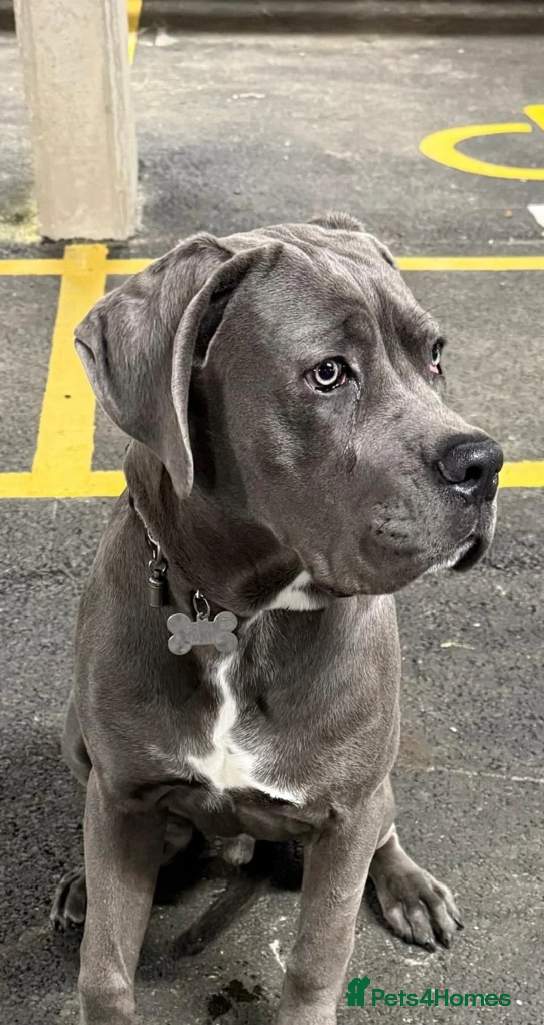 Cane Corso dogs for sale: Rehoming my Cane Corso - Advert 2