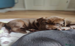 Mixed Breed dogs for sale: dog de bordeaux mixed Dalmatian  - Image 13