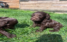 Cockapoo dogs for sale: Stunning F2 miniature cockapoo puppies  - Image 7