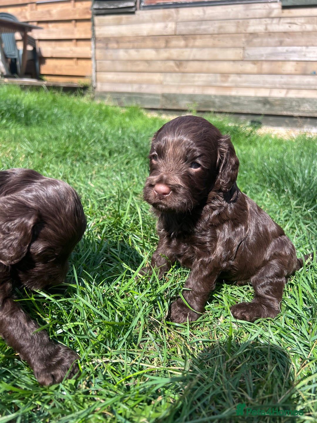 Cockapoo dogs for sale: Stunning F2 miniature cockapoo puppies  - Image 7