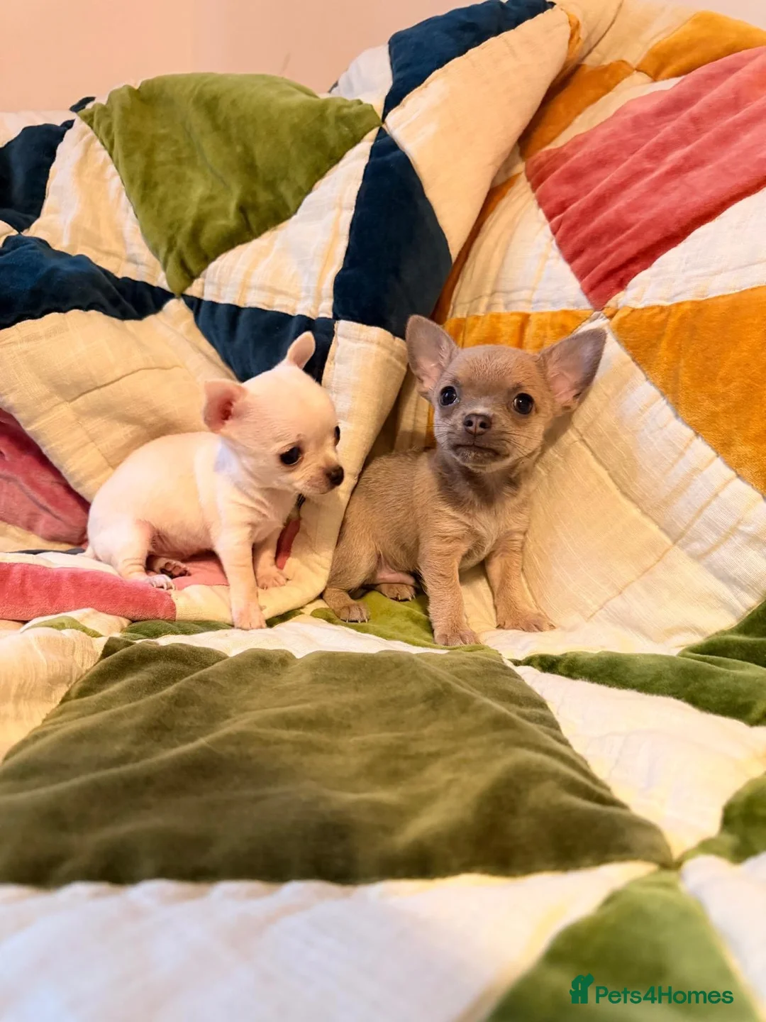 Chihuahua dogs for sale: Chihuahua Puppies 🎀🩷 - Advert 1