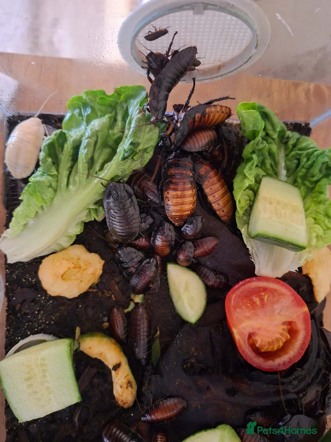 Cockroaches invertebrates for sale: Hissing cockroach  in Stourbridge - Advert 1