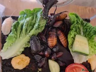 Cockroaches invertebrates Hissing cockroach - Advert 9