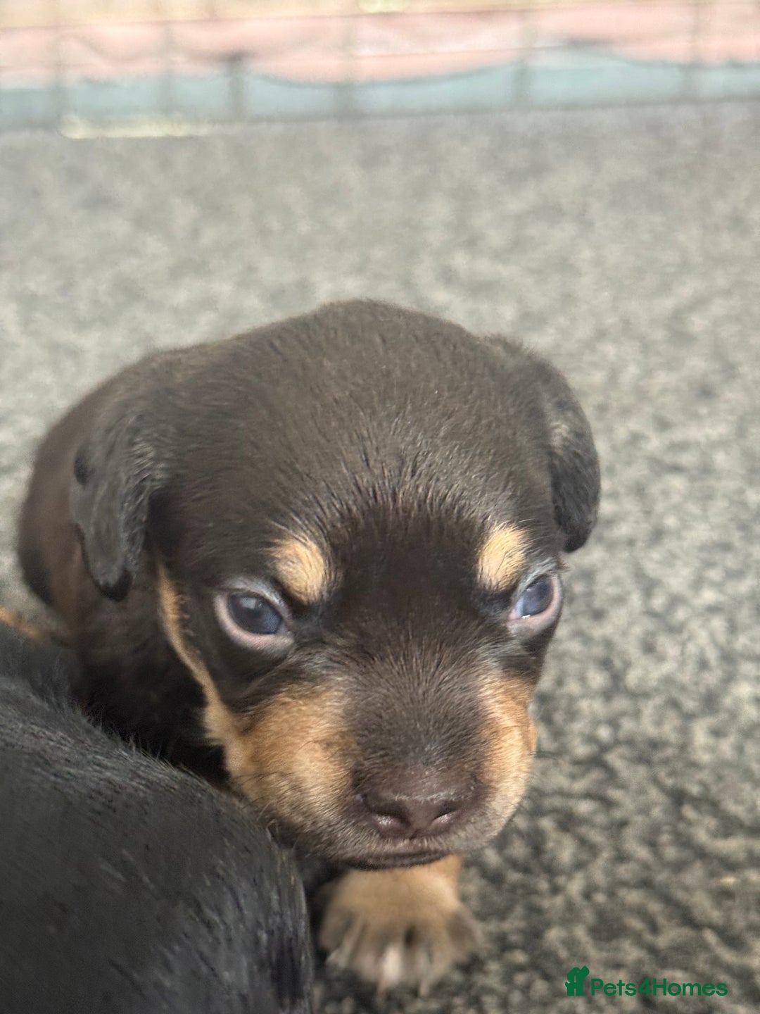 Mixed Breed dogs for sale: French weiner puppies - Image 1