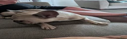 French Bulldog dogs for sale: Adult Fawn Female French Bulldog  - Advert 6