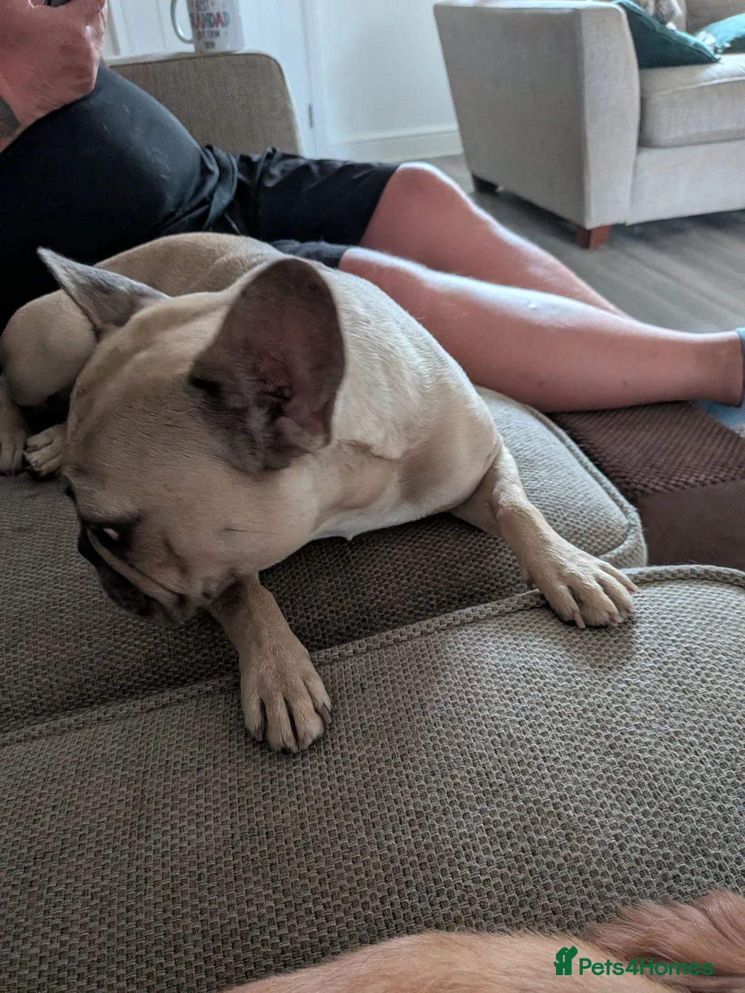 French Bulldog dogs for sale: Adult Fawn Female French Bulldog  - Advert 6