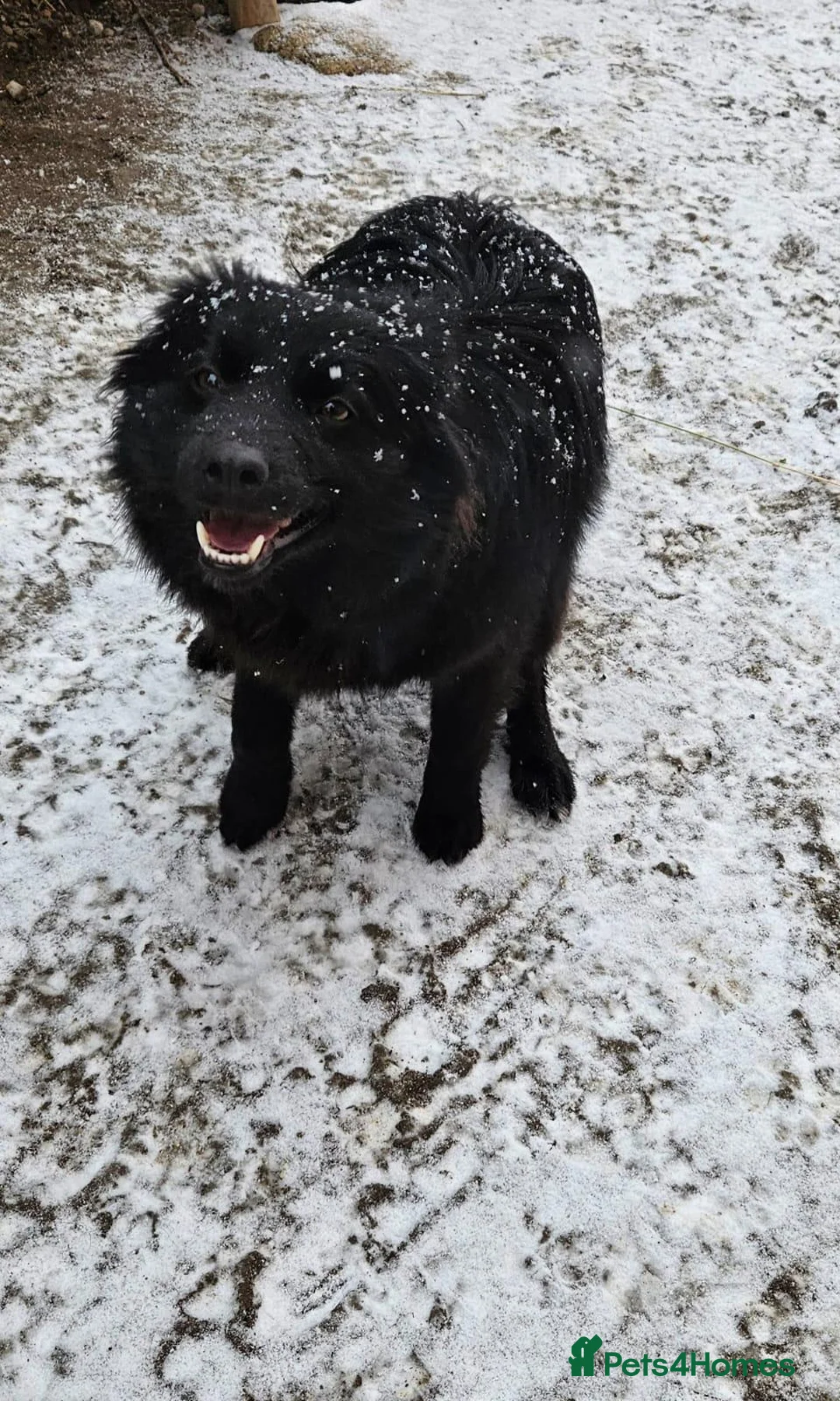 Mixed Breed dogs for adoption: 💙MARTINEL💙 - a Beautiful Soul for a Loving Home - Advert 7
