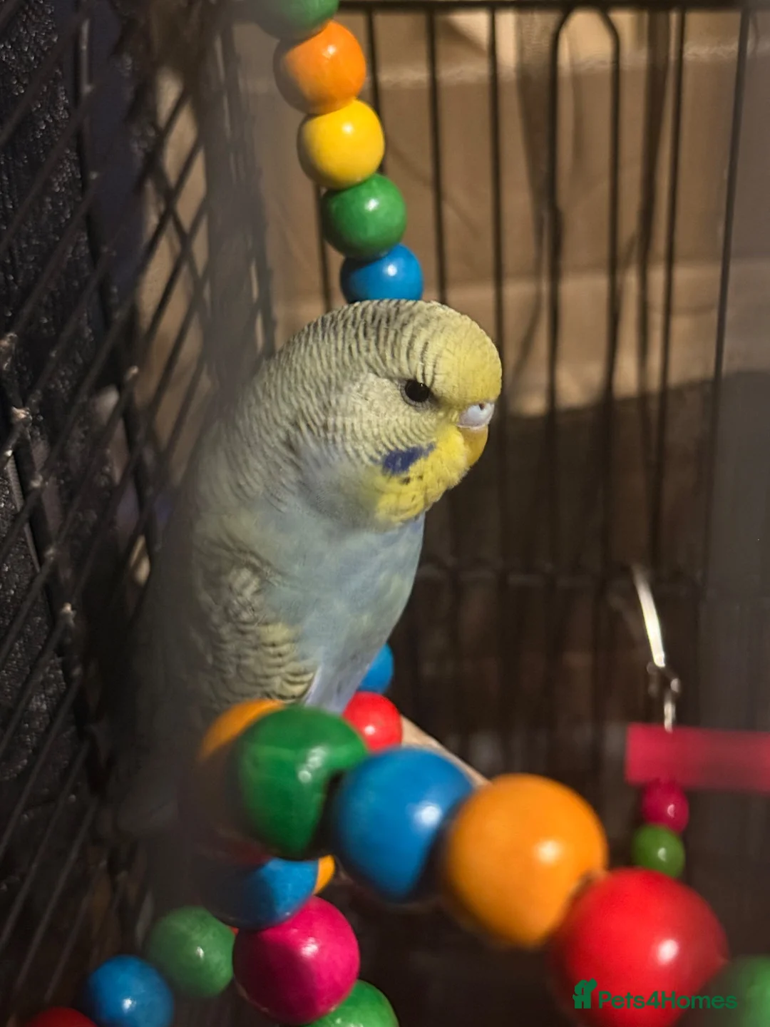 Budgerigars birds for sale: Budgie  in Dagenham - Advert 3