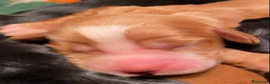 Cocker Spaniel 4