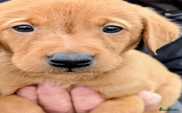 Labrador Retriever dogs for sale: Stunning Fox Red puppies - Image 1