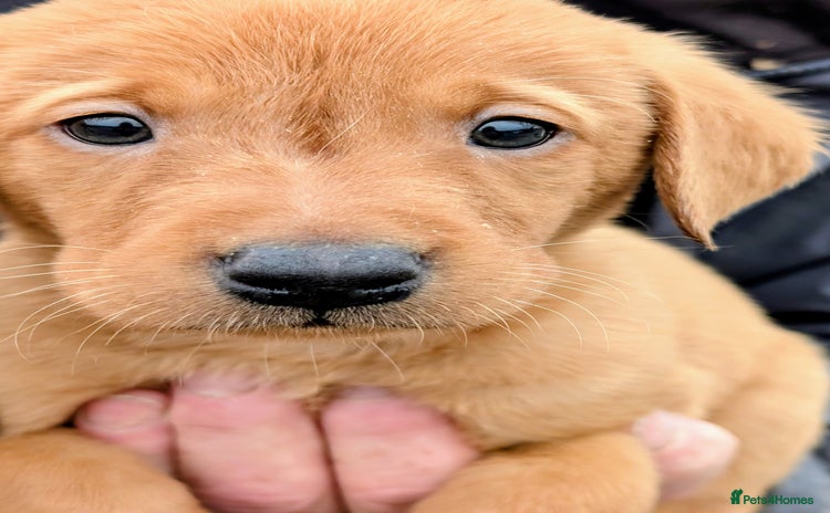 Labrador Retriever dogs - Advert 11