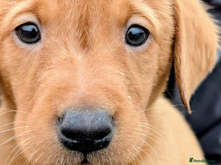 Labrador Retriever dogs - Advert 15