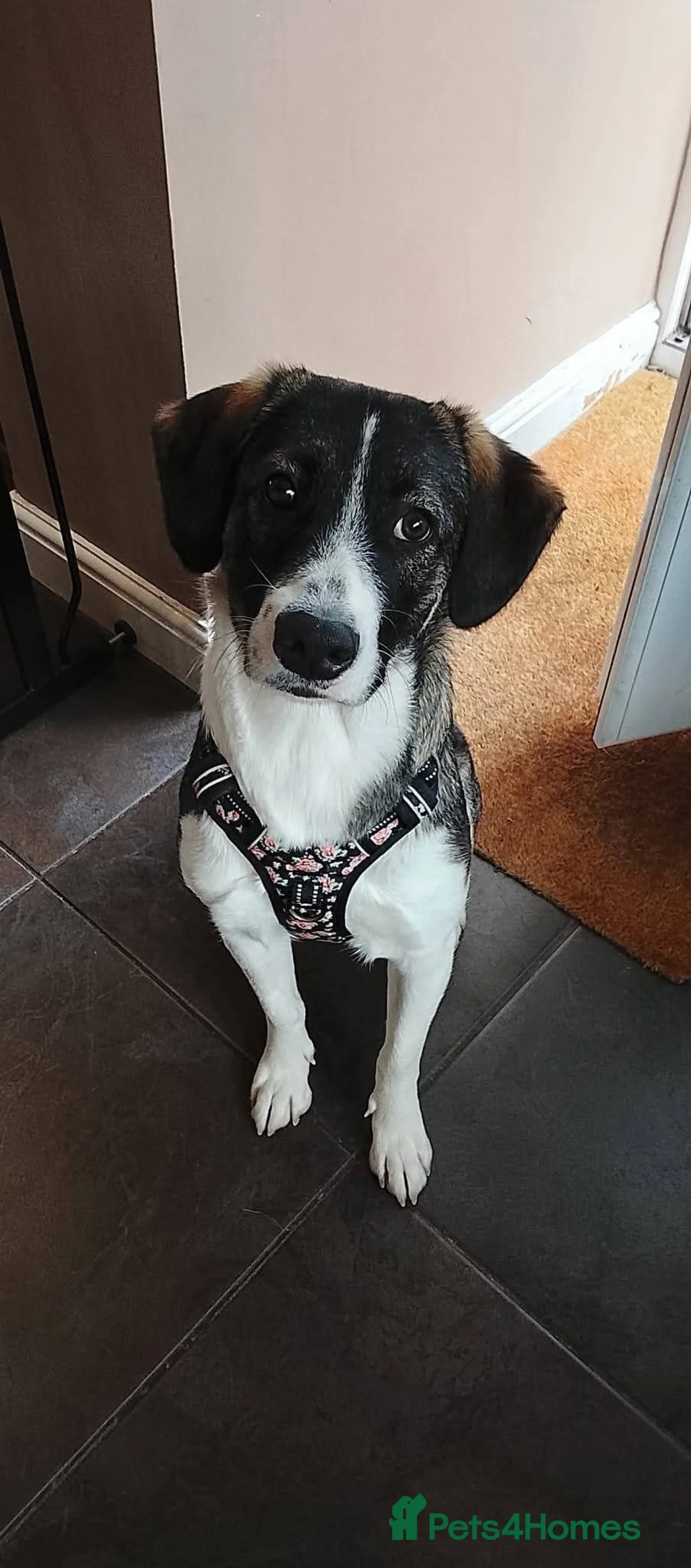 Mixed Breed dogs for adoption: Meet Trixie, currently residing in Cheshire  in Crewe - Advert 2