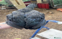 Chickens poultry for sale: Beautiful rare Norfolk grey cockerels - Image 4