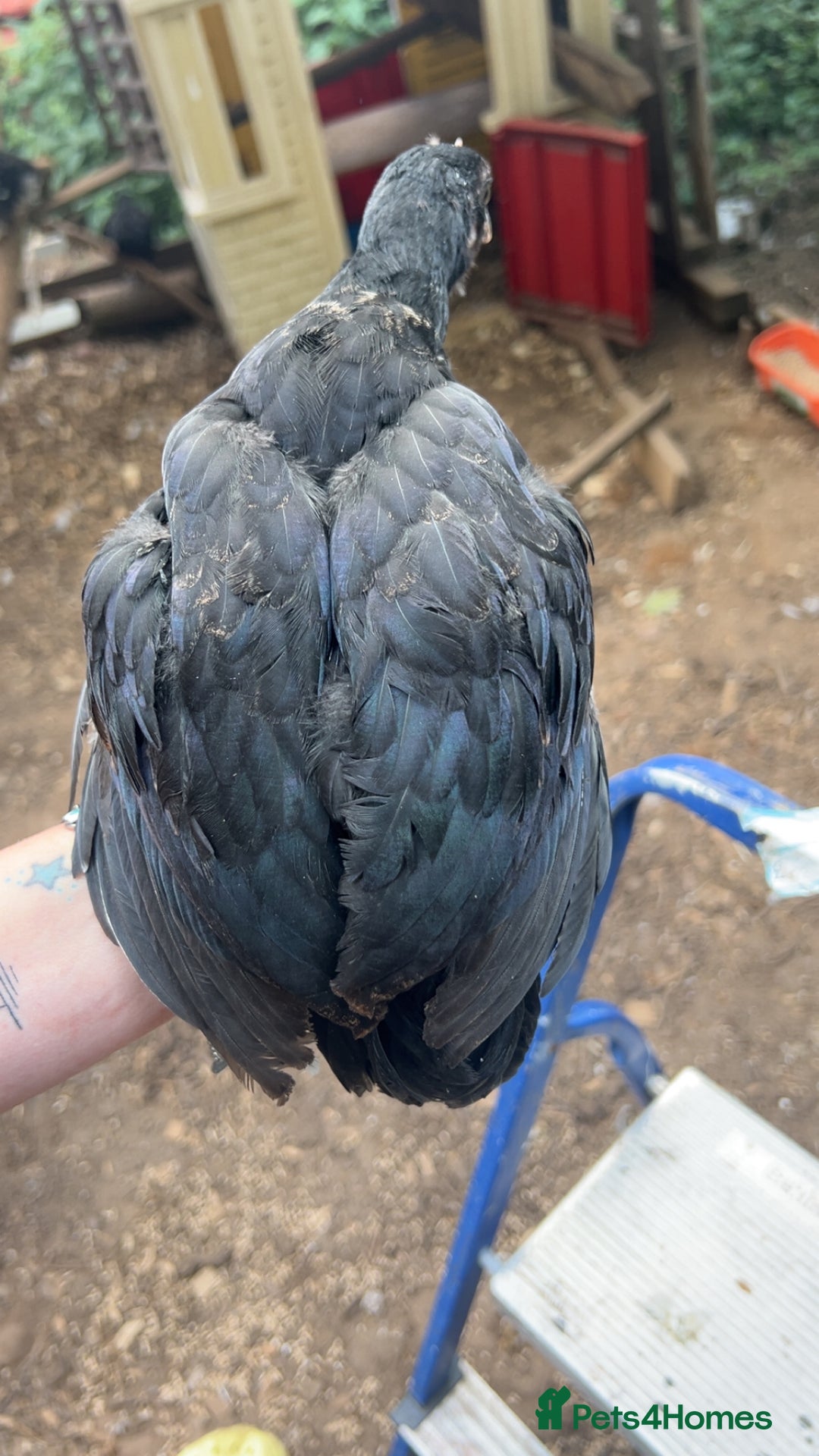 Chickens poultry for sale: Beautiful rare Norfolk grey cockerels - Image 4