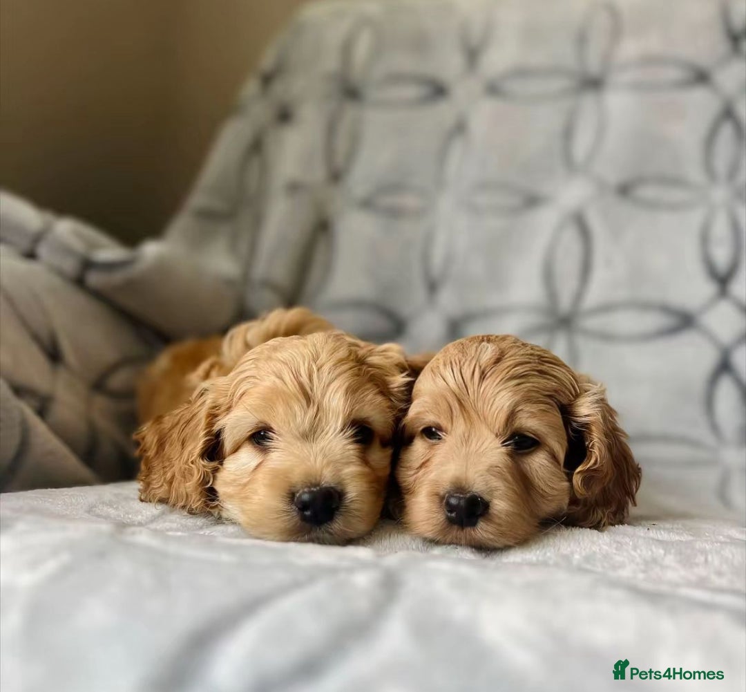 Cockapoo dogs for sale: Beautiful cockapoo puppies  - Advert 4