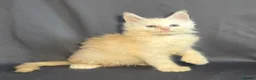 Maine Coon cats for sale: Ready now Maine Coon x2 boys - Advert 19