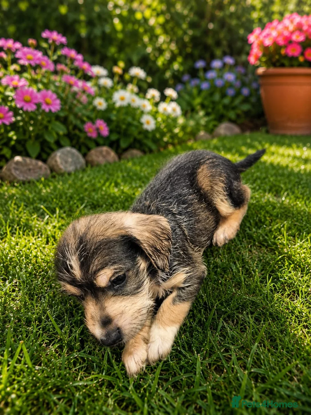 Mixed Breed dogs for sale: beautiful schnauzer cross cocker spaniels  in Wimborne - Advert 8