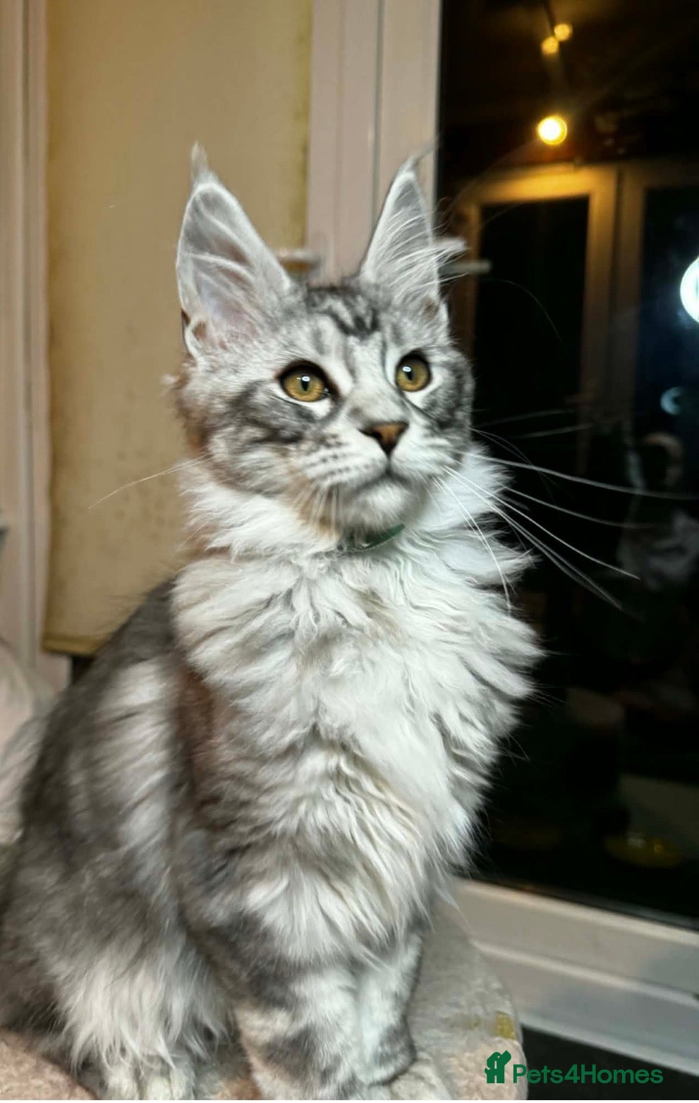 Maine Coon cats 6 STUNNING PEDIGREE TICA REG MAINE COON KITTENS - Advert 15