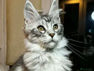 Maine Coon cats 6 STUNNING PEDIGREE TICA REG MAINE COON KITTENS - Advert 15