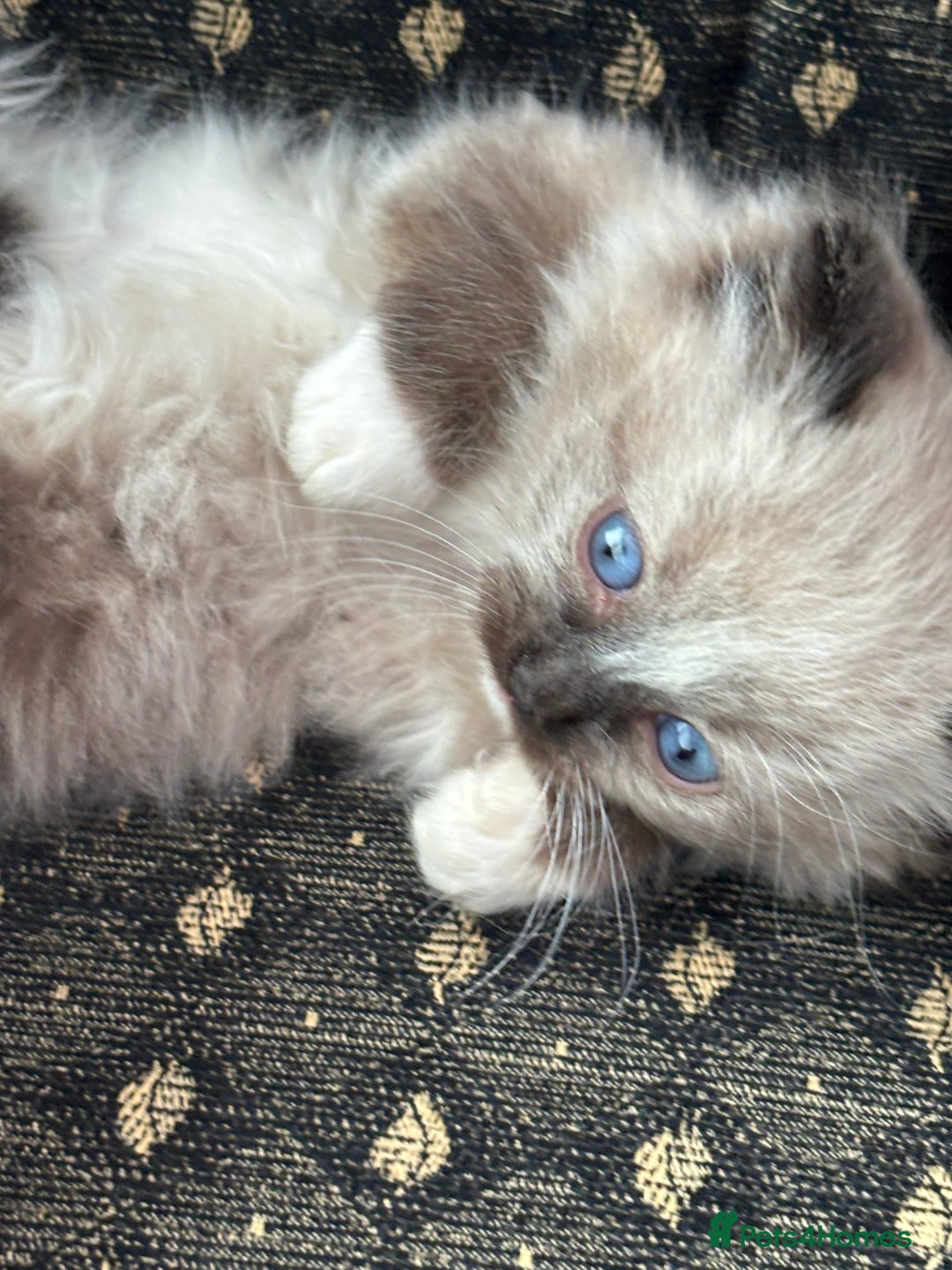 Ragdoll cats for sale: 🌟TICA🌟Champion Ragdoll🏆🏆🏆 - Advert 21