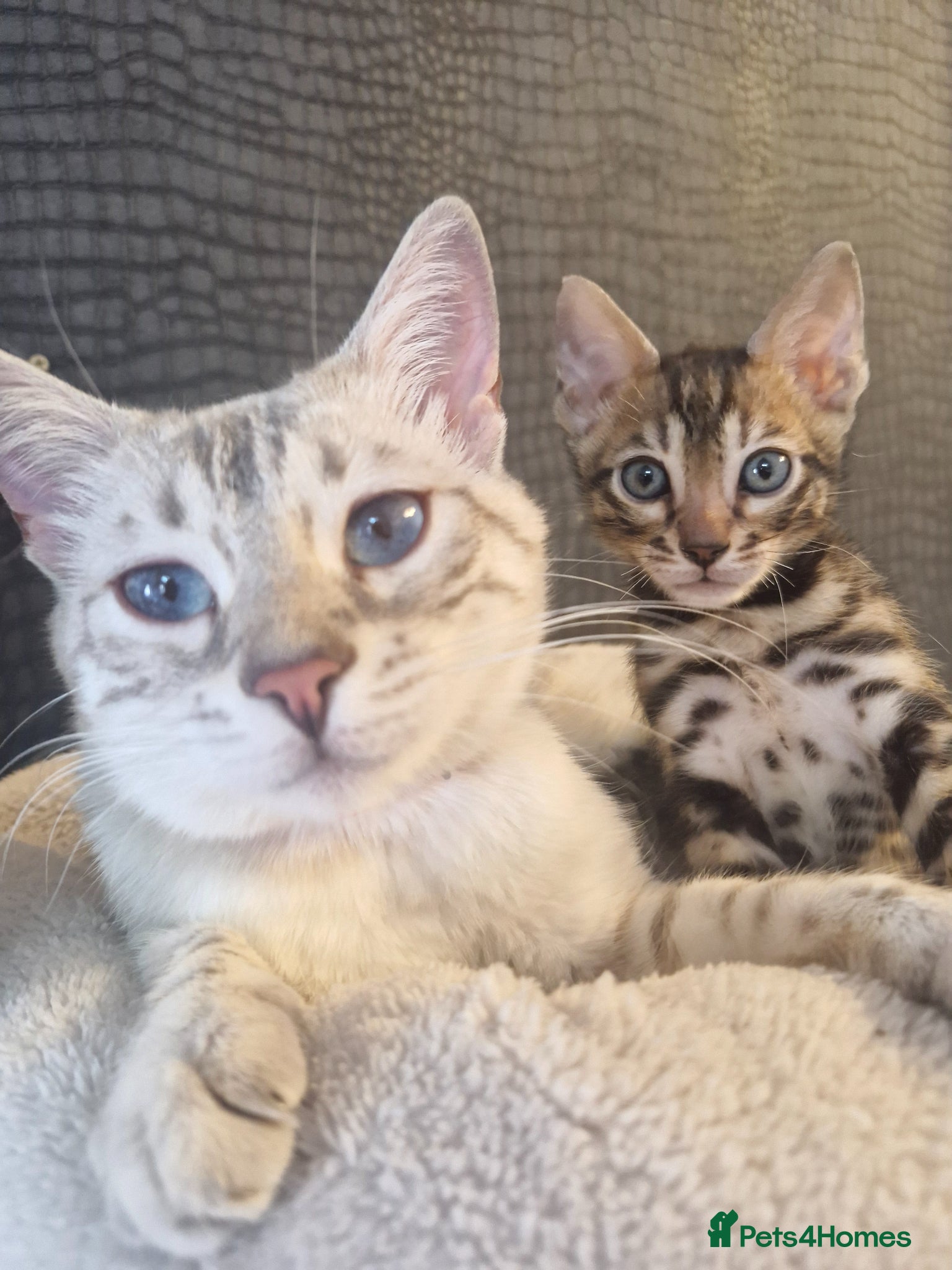 Bengal cats Genetic Health Tested Snow & Brown Bengal Kittens - Advert 1