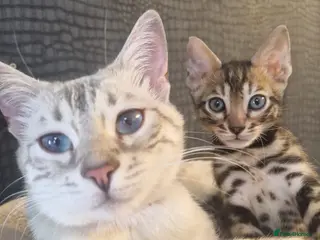 Bengal cats Genetic Health Tested Snow & Brown Bengal Kittens - Advert 1