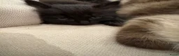Russian Blue cats for sale: Ragdoll x Russian Blue Kittens - Advert 8