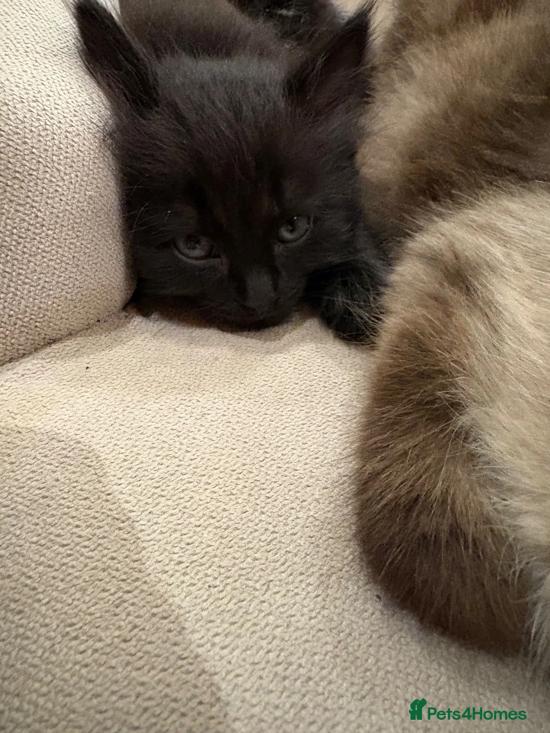 Russian Blue cats for sale: Ragdoll x Russian Blue Kittens - Advert 8