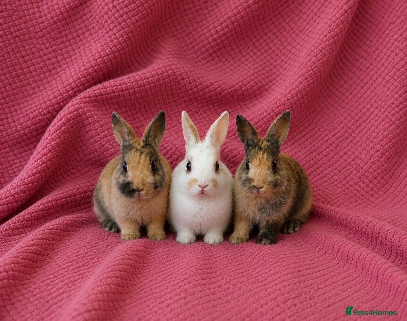 Netherland Dwarf rabbits 3 Netherland Dwarf Rabbits 🐰 - Advert 1