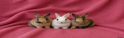 Netherland Dwarf rabbits for sale: 3 Netherland Dwarf Rabbits 🐰 - Advert 1