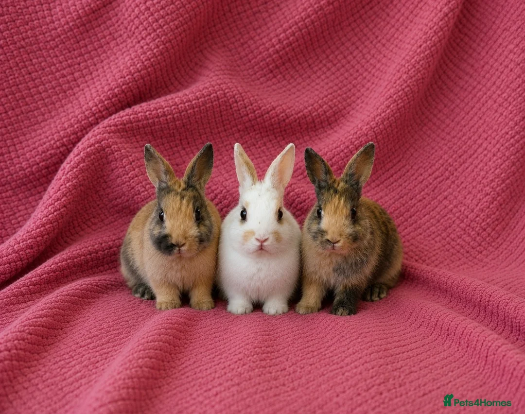Netherland Dwarf rabbits for sale: 3 Netherland Dwarf Rabbits 🐰 - Advert 1