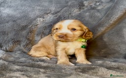 Cocker Spaniel dogs for sale: KC Reg Show Type Cocker Spaniel Pups. Family Home  - Image 23