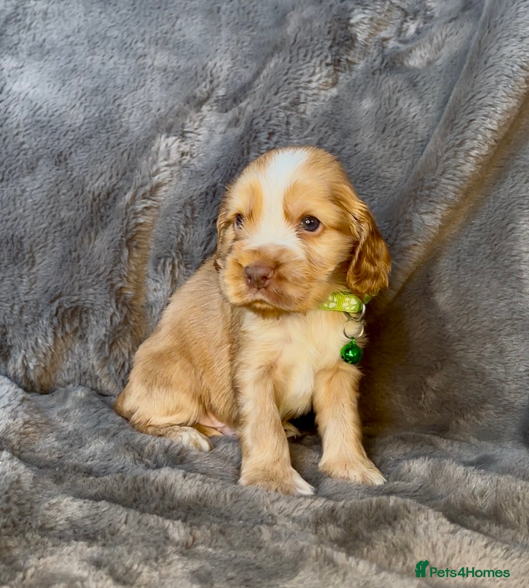Cocker Spaniel dogs for sale: KC Reg Show Type Cocker Spaniel Pups. Family Home  - Image 23