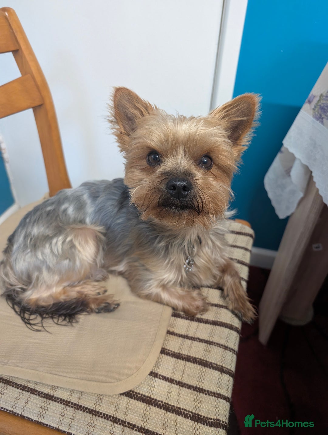 Yorkshire Terrier dogs for stud: Yorkie for Stud - Image 3